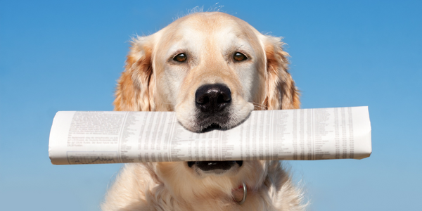 Ein Hund mit einer Zeitung im Mund.