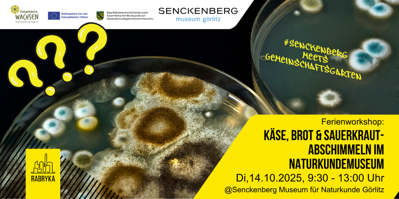 Veranstaltungsbild zu „Käse, Brot und Sauerkraut - Abschimmeln im Naturkundemuseum"